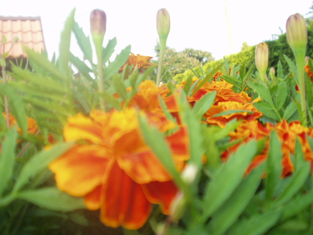 P1010015.JPG